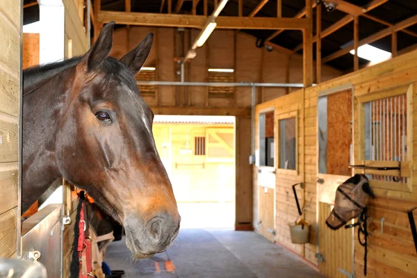 Pellets para cama de caballos