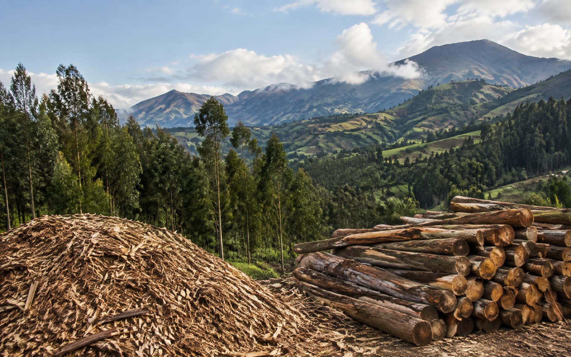 Paisaje andino ecuatoriano con bosque de eucalipto y astillas de madera para biomasa